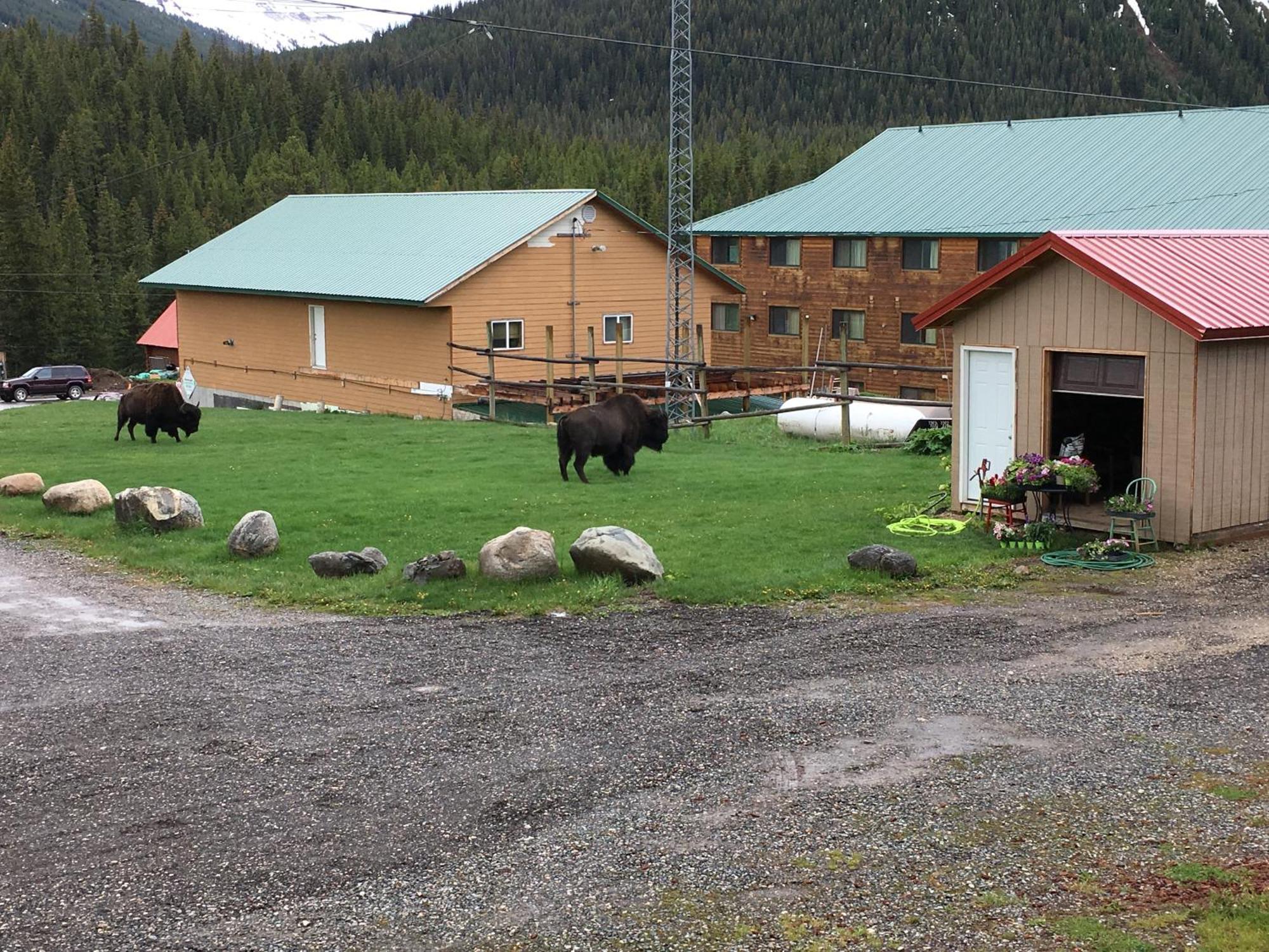 Antlers Lodge Cooke City Exterior foto