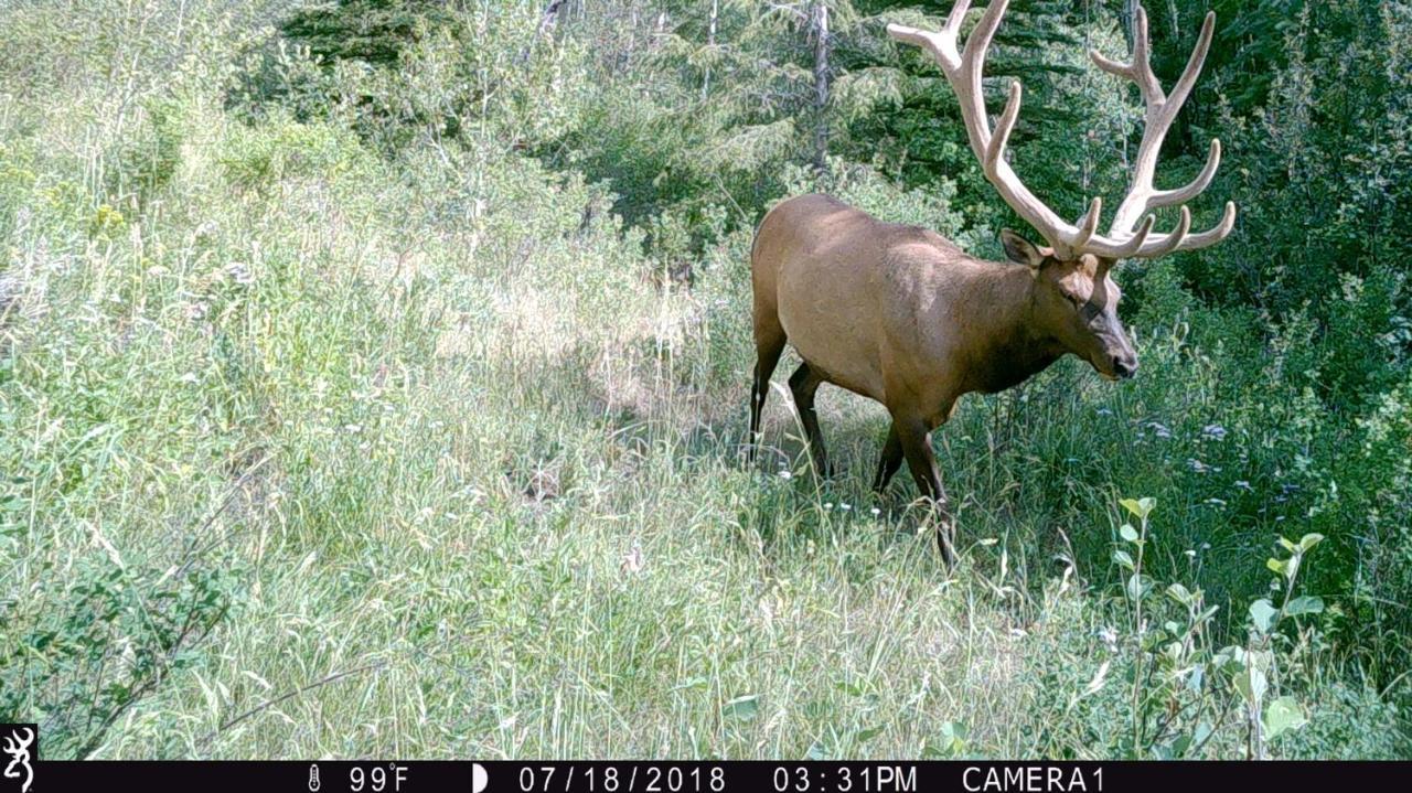 Antlers Lodge Cooke City Exterior foto
